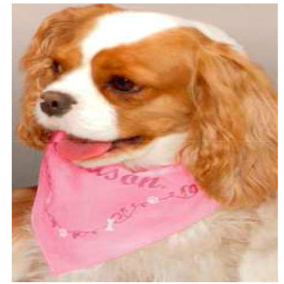 Bandana Rosa Harley D